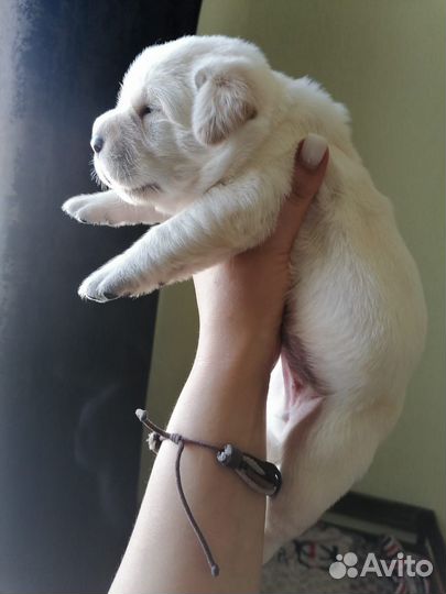 Щенки Лабрадора