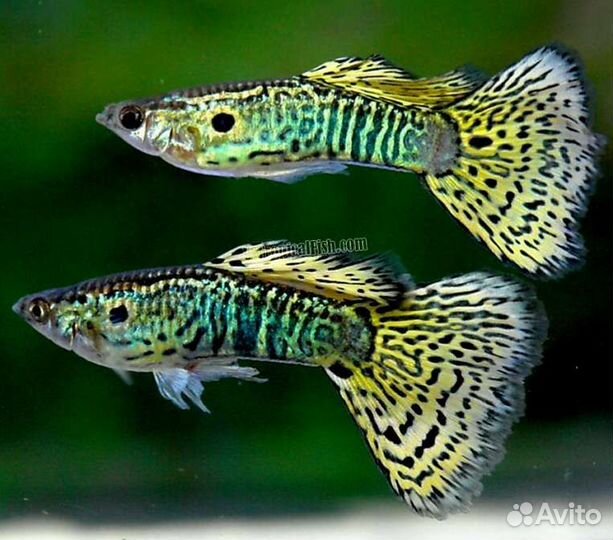 Аквариумные рыбки гуппи
