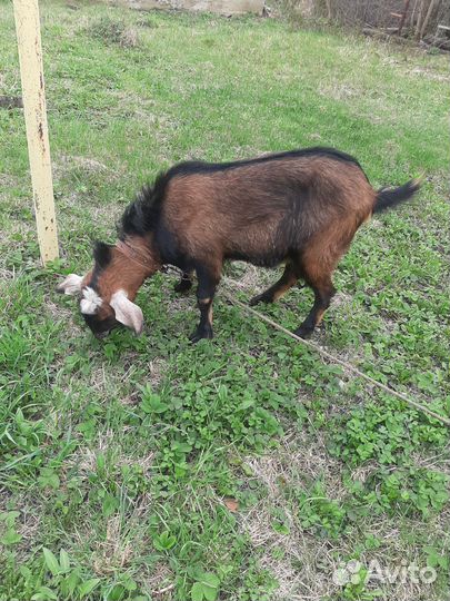 Козел нубийский