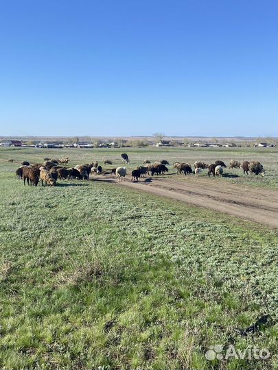 Баран овцы ягнята