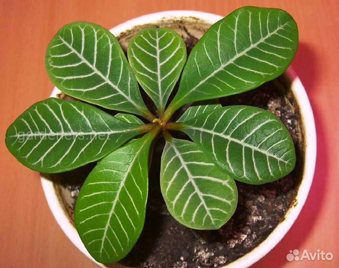 Комнатные растения