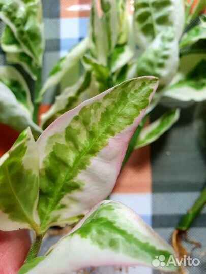 Педилантус