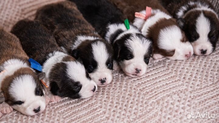 Вельш-корги кардиган