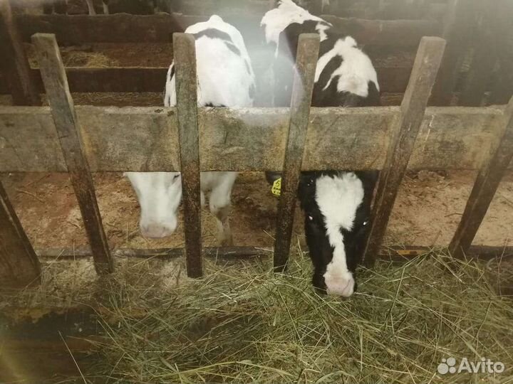 Бычки до 2х месяцев