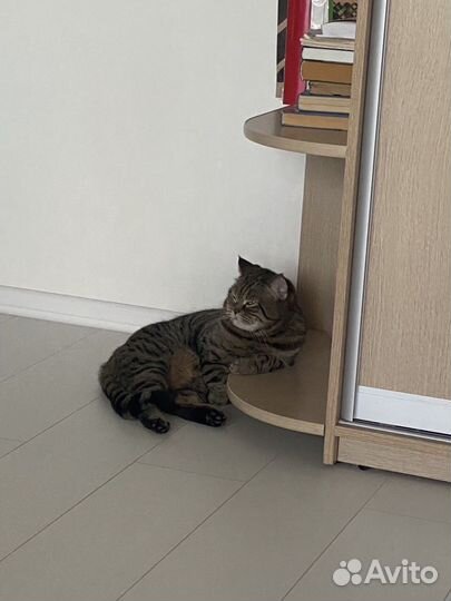 Шотландский кот бесплатно