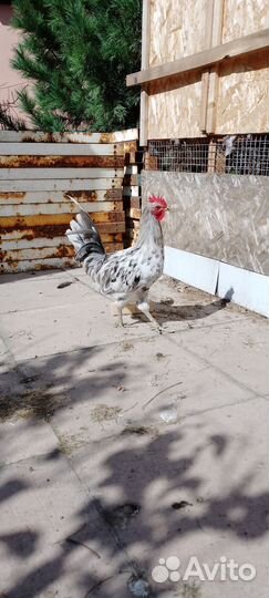 Петухи сильверудд