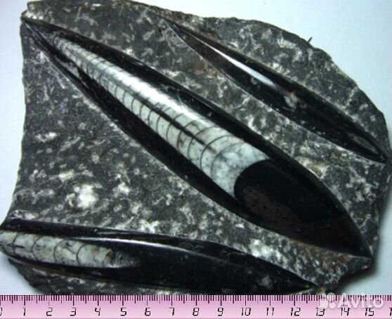 Белемниты, Ортоцерасы, Эндоцерасы, наутилусы