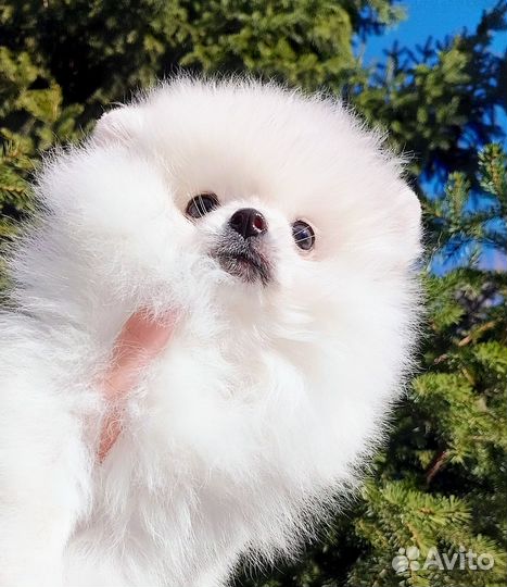 Щенок шпица