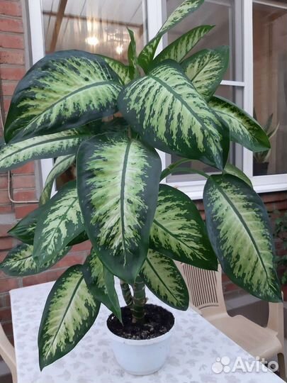 Диффенбахия