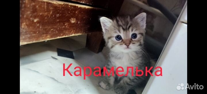 Котята в дар