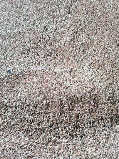 Пшеница ячмень