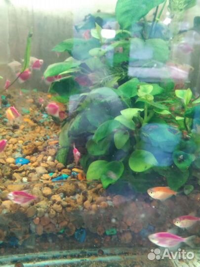 Аквариумные рыбки опт и розница