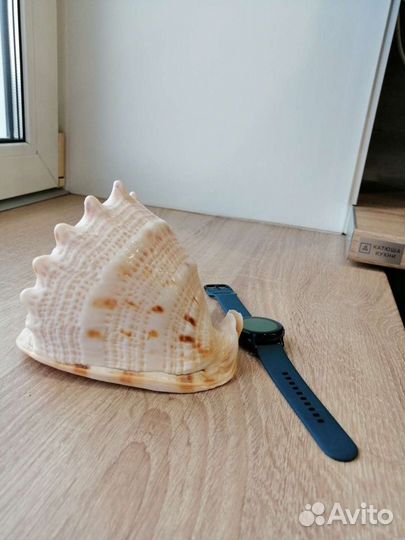 Ракушка морская большая