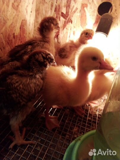 Ия, Цыплята ливенские.ия Фаверольи, петушок