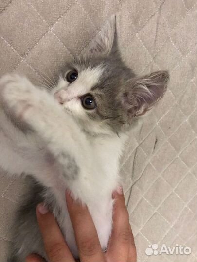 Котенок в добрые руки