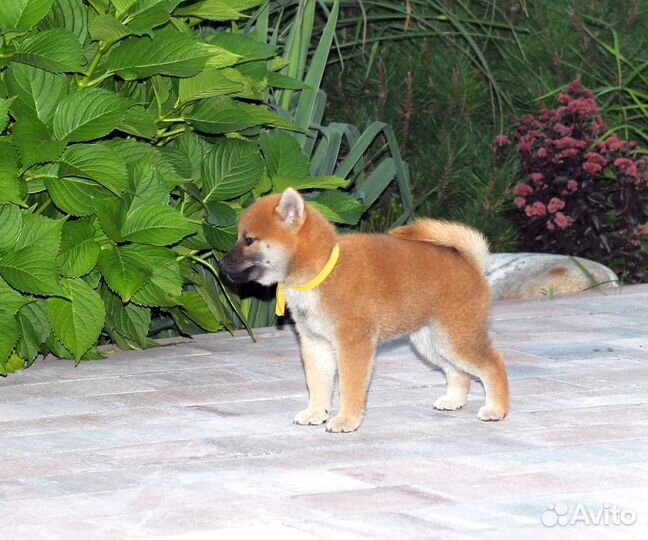 Милая девочка сиба шиба ину