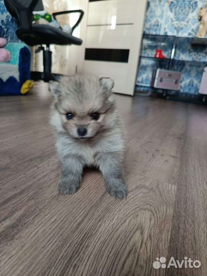 Померанский шпиц