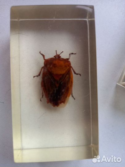 Насекомые деагостини