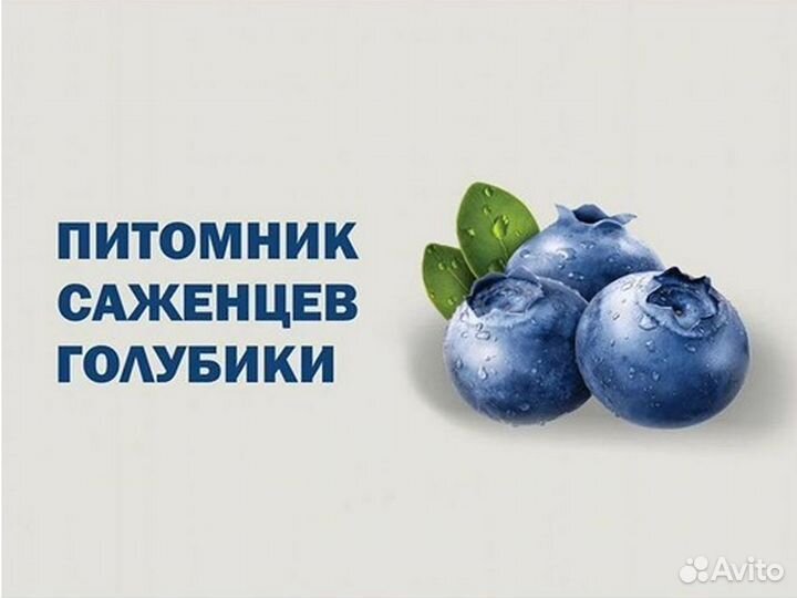 Голубика сорт Bluecrop 2 года