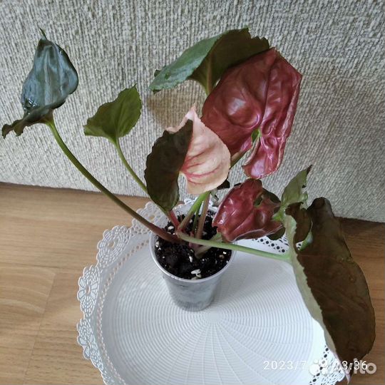 Сингониумы - 2часть