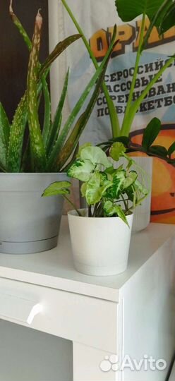 Калатея, филодендрон, сингониум, сциндапсус