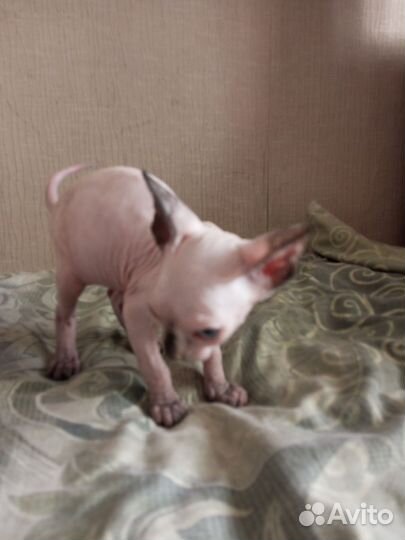 Канадский сфинкс