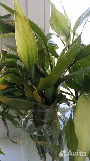 Бамбук растение