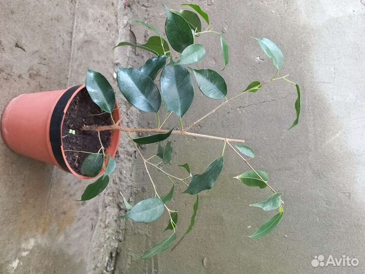 Фикус бенджамина