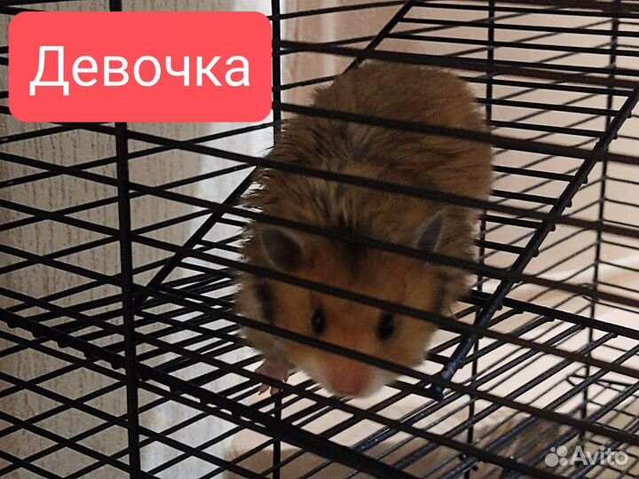 Сирийские хомячата