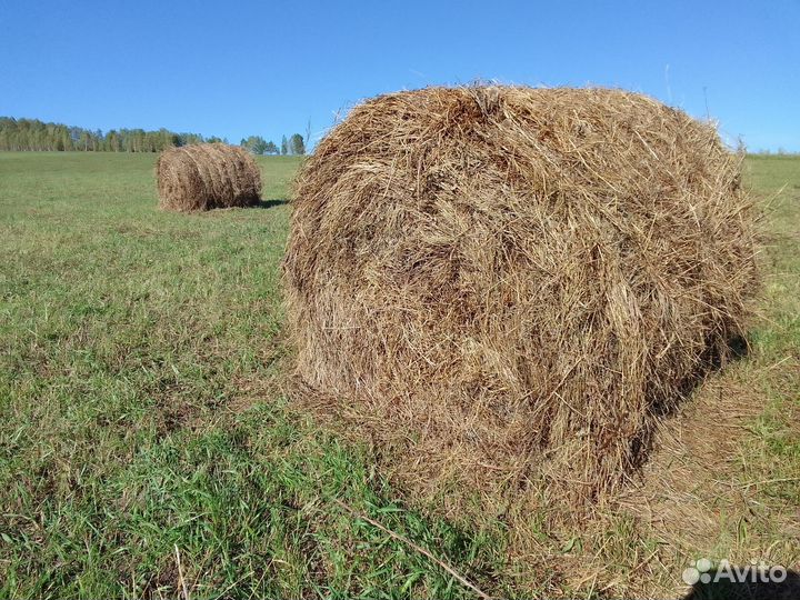 Продам сено в рулонах