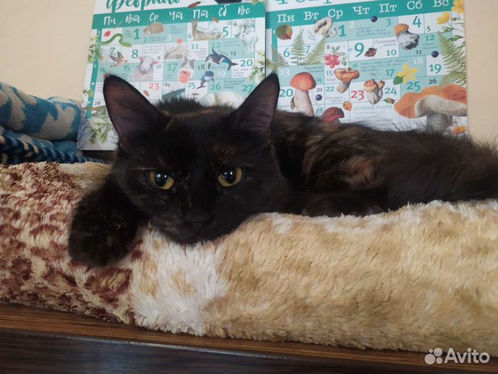 Кошка в добрые руки