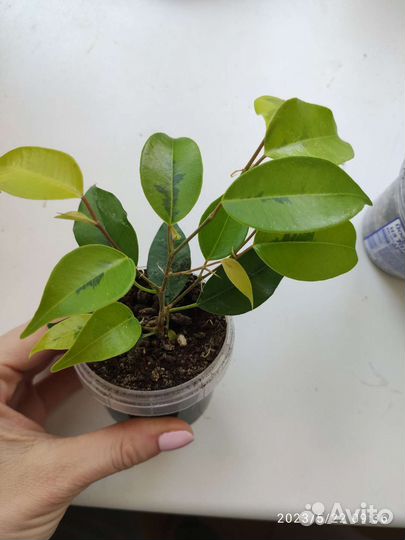 Фикус пёстрый