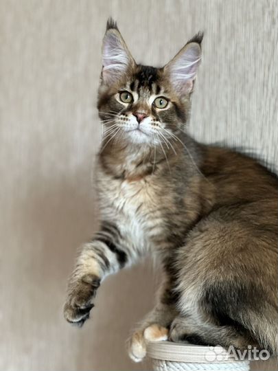 Мейн-кун девочка