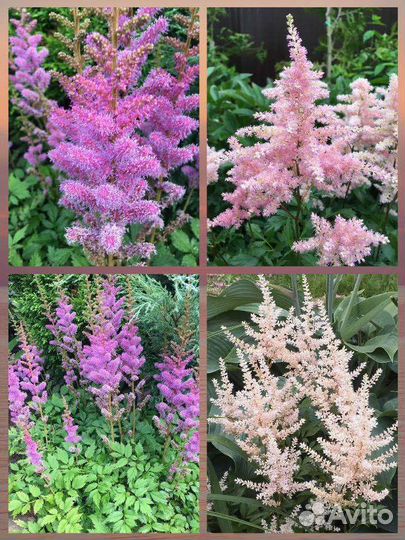 Цветы многолетние