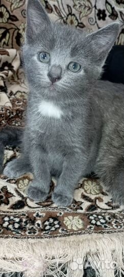 Котята в добрые руки бесплатно