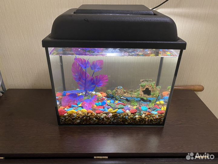 Аквариум