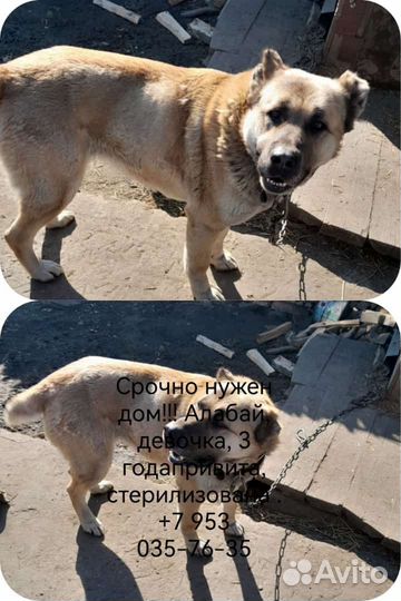 Алабай в добрые руки