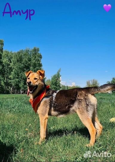 Ласковый пёс из приюта ищет дом