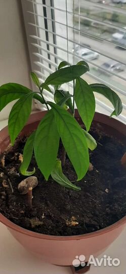 Пахистахис