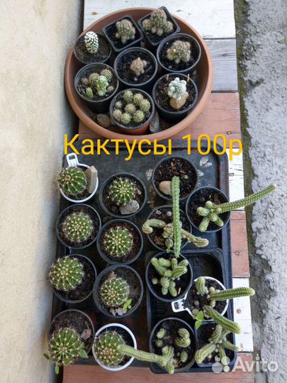 Комнатные цветы