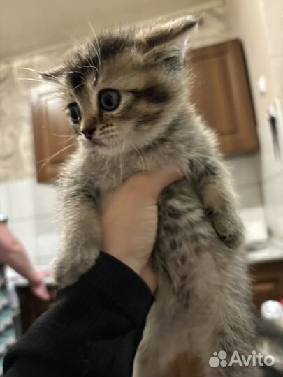 Британская кошка