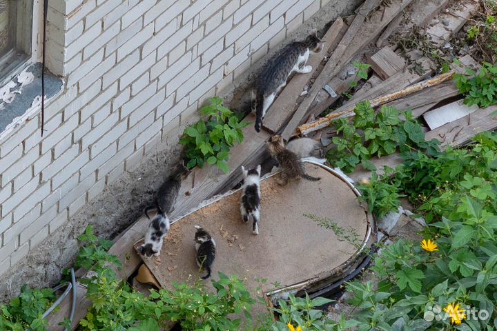 Кошка с котятами