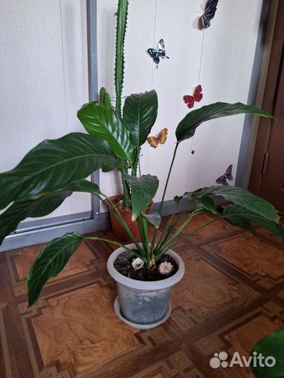 Спатифиллум