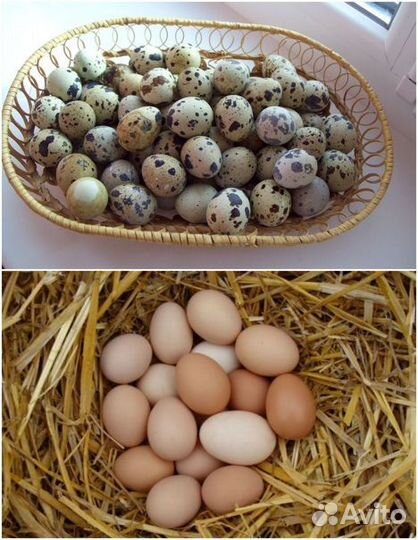 Домашние куриные и перепелиные яйца