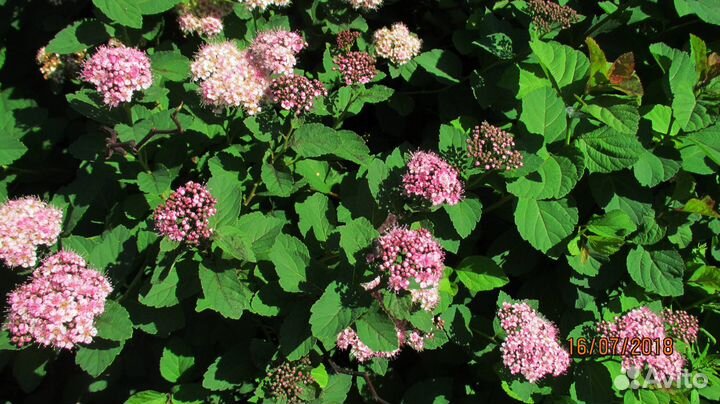 Спирея Денсифлора