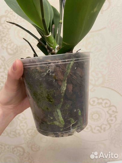 Орхидея мультифлора