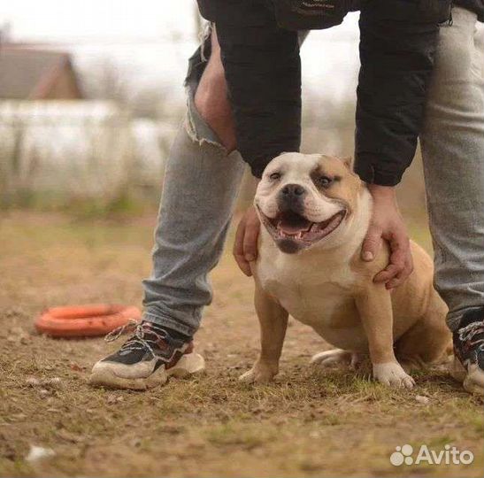 Ам.булли вязка