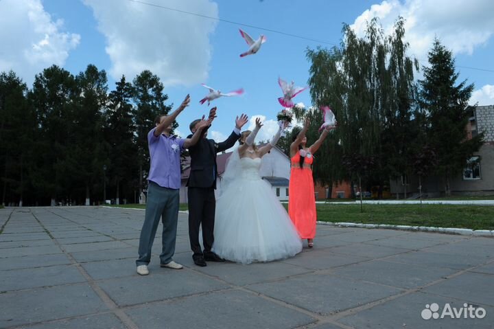 Пара белых почтовых голубей на свадьбу