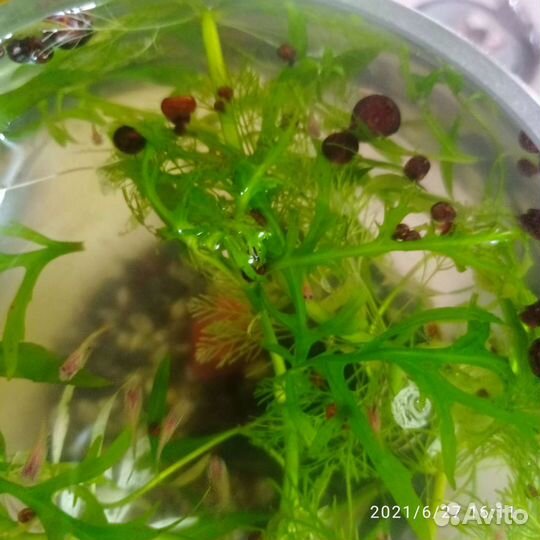 Улитки аквариумные