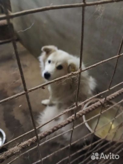 Собаки из отлова